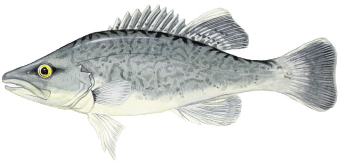 675x324 Trout Cod Drawing Photo And Wallpaper Cute Trout Cod Drawing Pictures - Cod Drawing