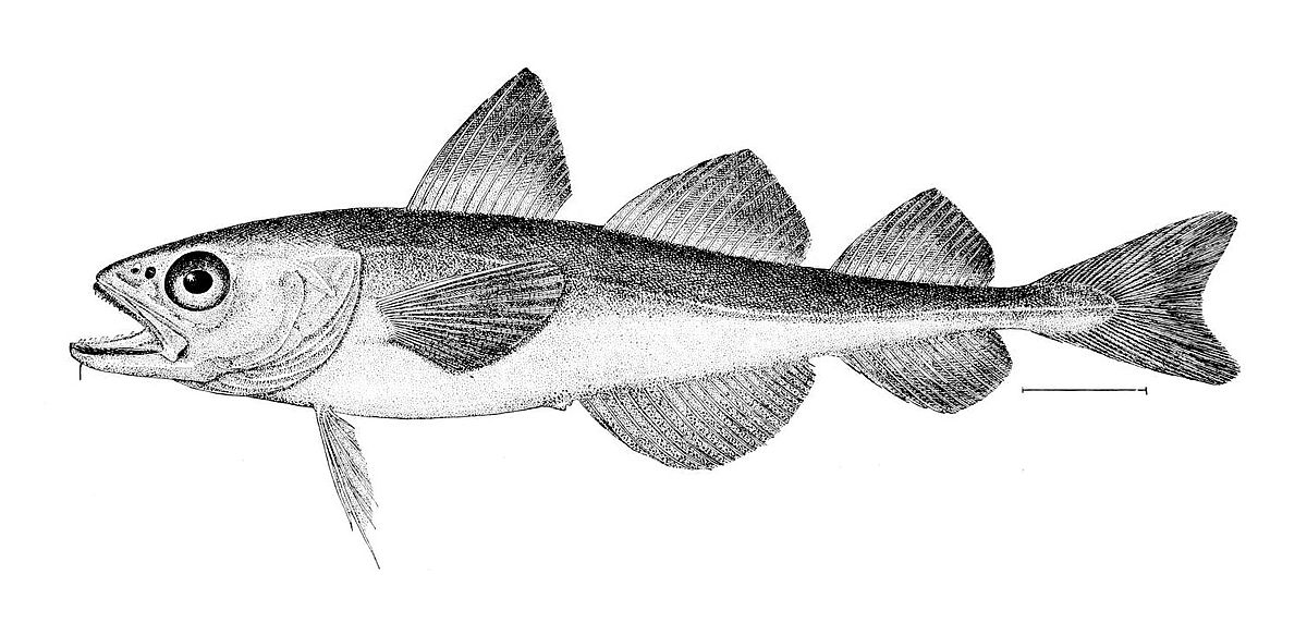 1200x572 Boreogadus Saida - Cod Fish Drawing