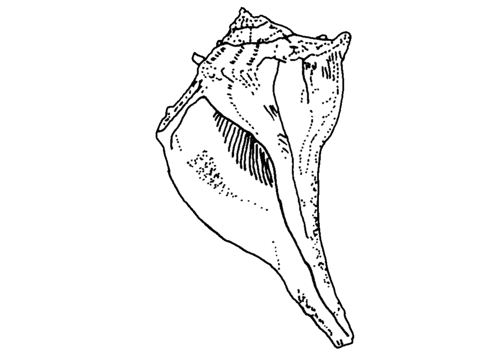 1000x714 Cod Drawing Fish Transparent Png Clipart Free Download - Cod Fish Drawing