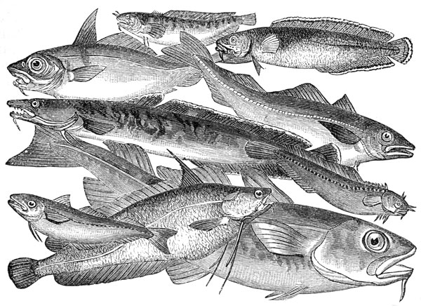 600x439 Cod Family - Cod Fish Drawing