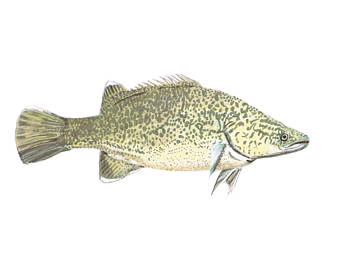 340x270 Cod Fish Drawing Etsy - Cod Fish Drawing