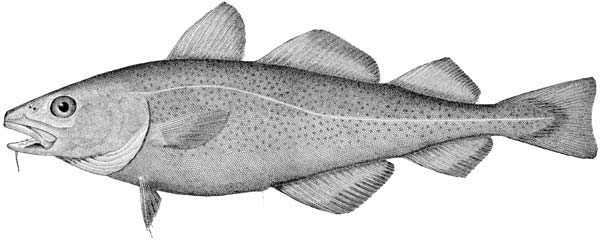 600x250 European Migratory Fishery - Cod Fish Drawing