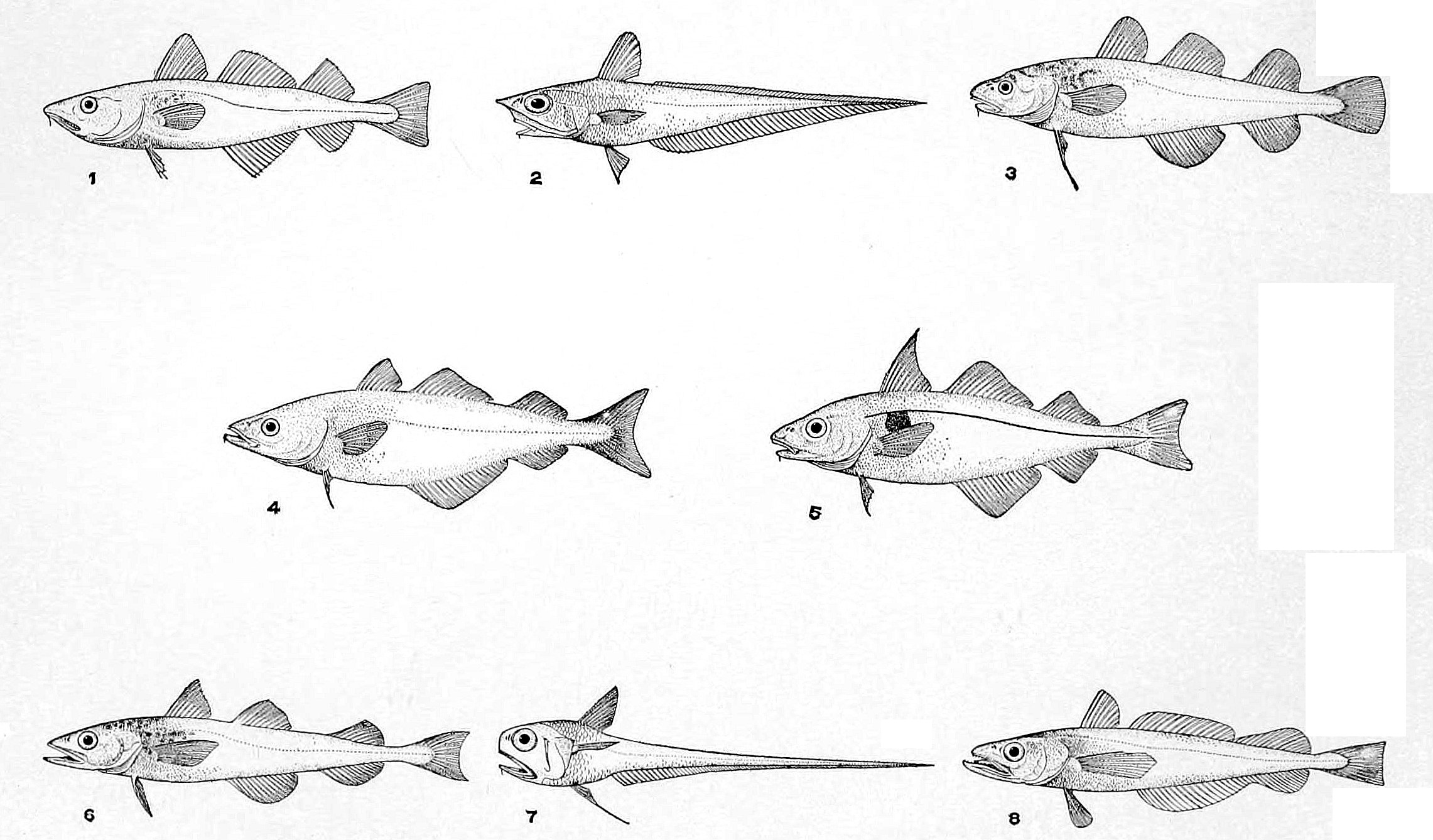 2282x1338 Filenie Cod - Cod Fish Drawing