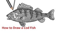 Cod Fish Drawing at PaintingValley.com | Explore collection of Cod Fish ...