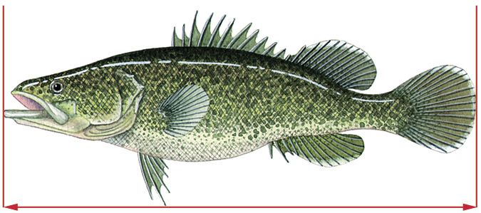 675x299 murray cod girraween fish drawings, aquaponics fish, cod fish - Cod Fish Drawing