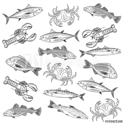 500x500 Set Of Painted Popular Sea Fish And Crab,lobster Salmon, Tuna - Cod Fish Drawing
