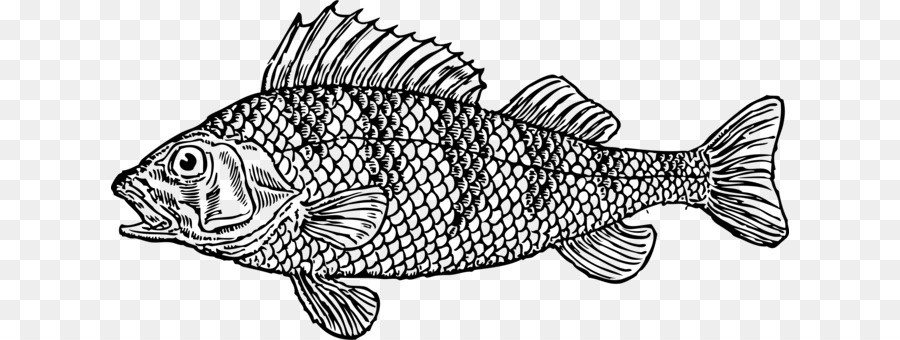900x340 White, Black, Fish, Transparent Png Image Clipart Free Download - Cod Fish Drawing
