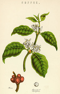 191x300 Coffee Bean Drawings Fine Art America - Coffee Bean Drawing