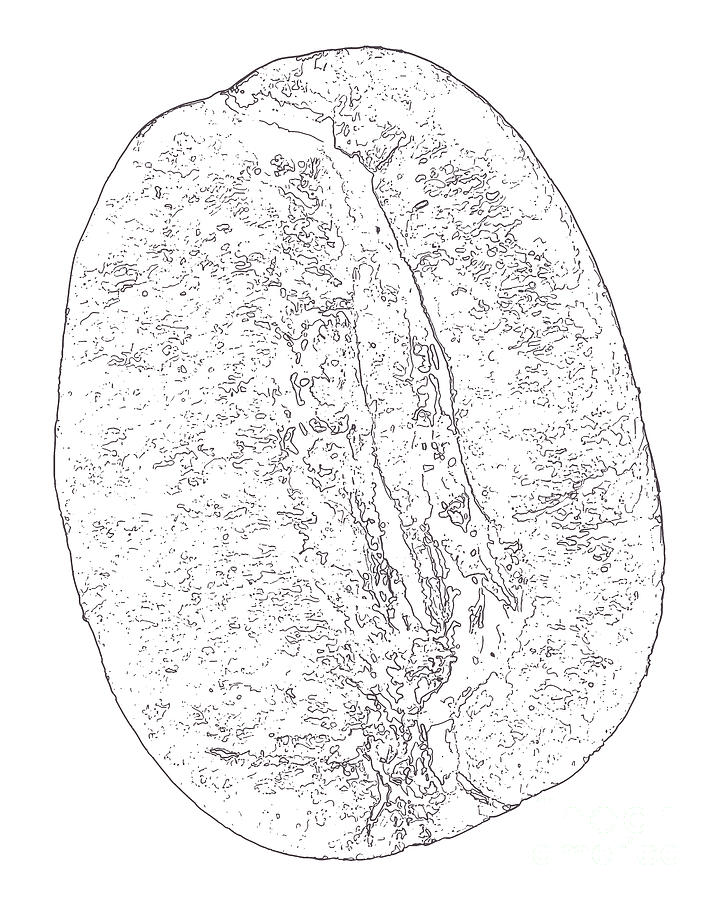 717x900 Coffee Bean Line Drawing Digital Art - Coffee Bean Drawing
