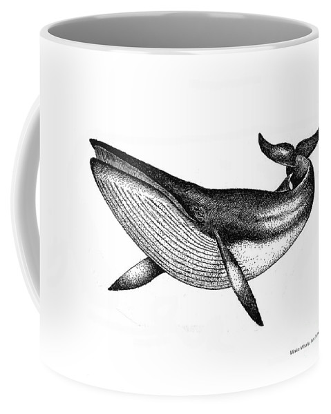 479x600 Minke Whale - Coffee Mug Drawing
