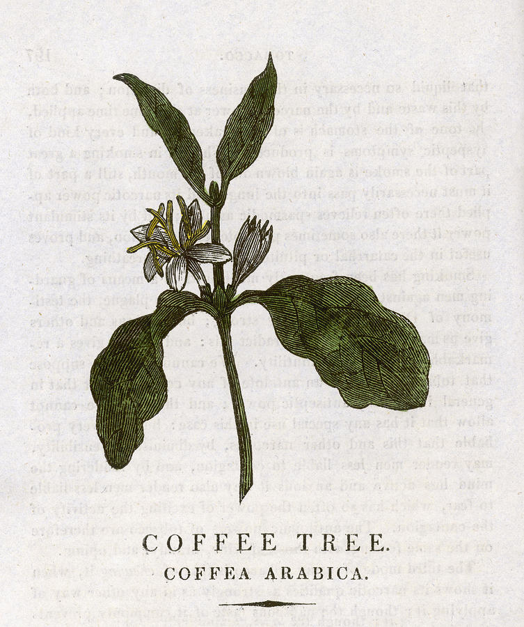 753x900 Coffee Plant Date Drawing - Coffee Plant Drawing