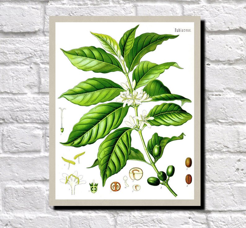 794x733 coffee plant drawing coffee plant print antique botanical etsy - Coffee Plant Drawing