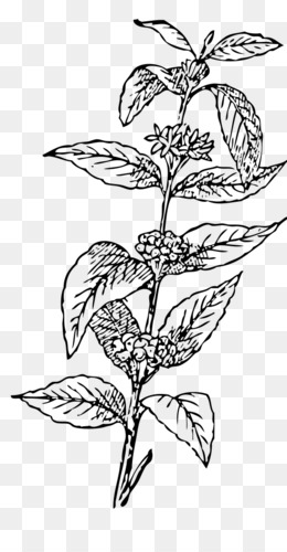 260x500 Coffee Plant Png - Coffee Plant Drawing