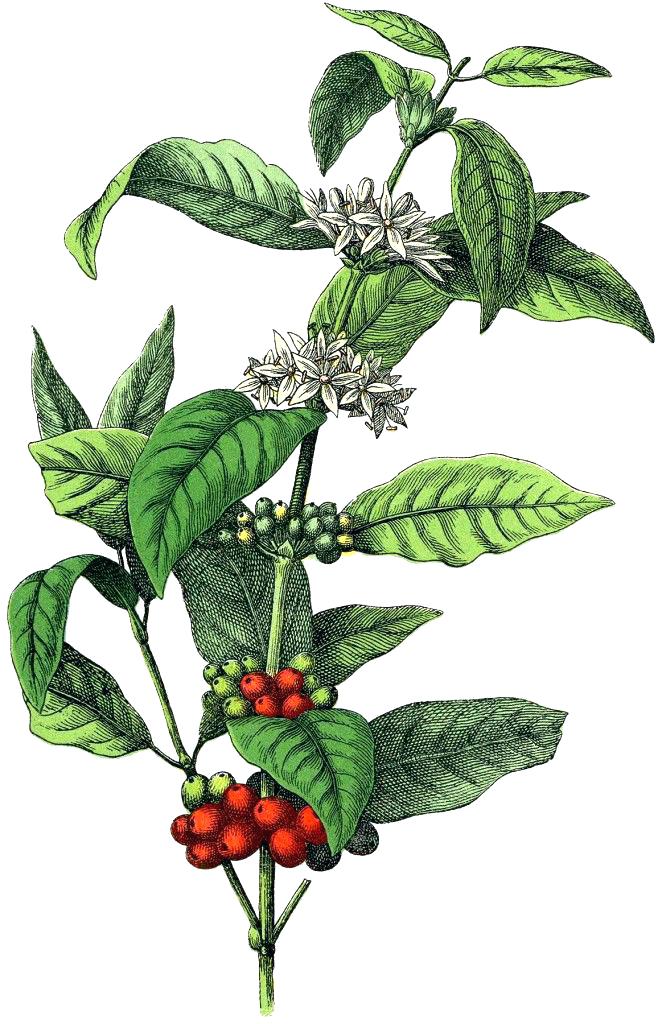658x1024 coffee plants for sale dwarf coffee inside plant we are zone - Coffee Plant Drawing