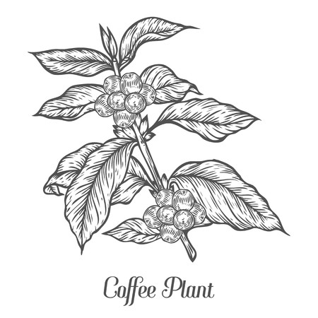 450x450 coffee plant branch with leaf, berry, coffee bean, fruit, seed - Coffee Plant Drawing