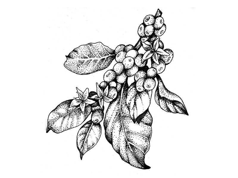 Coffee Plant Drawing at PaintingValley.com | Explore collection of