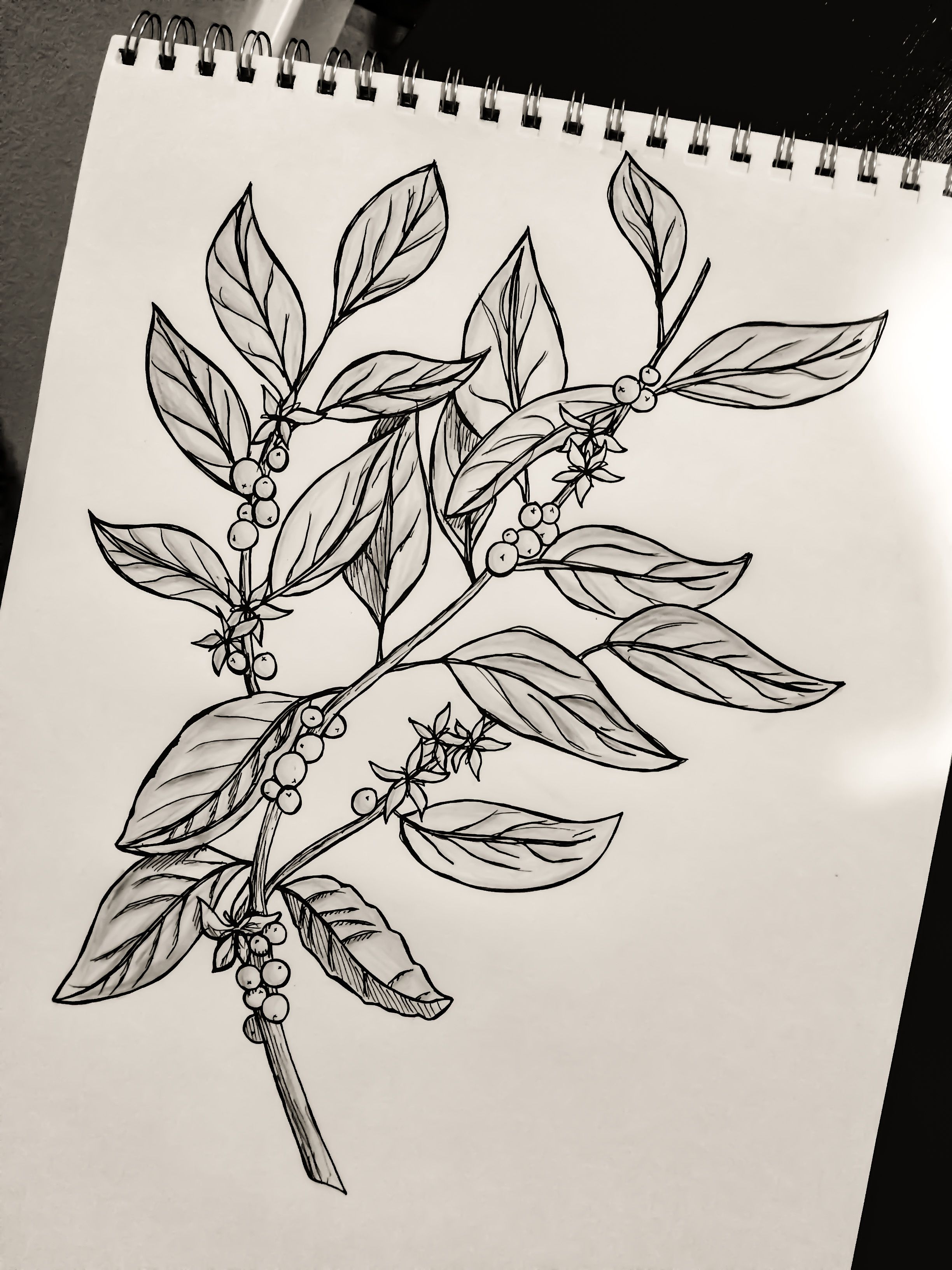 Coffee Plant Drawing at Explore collection of