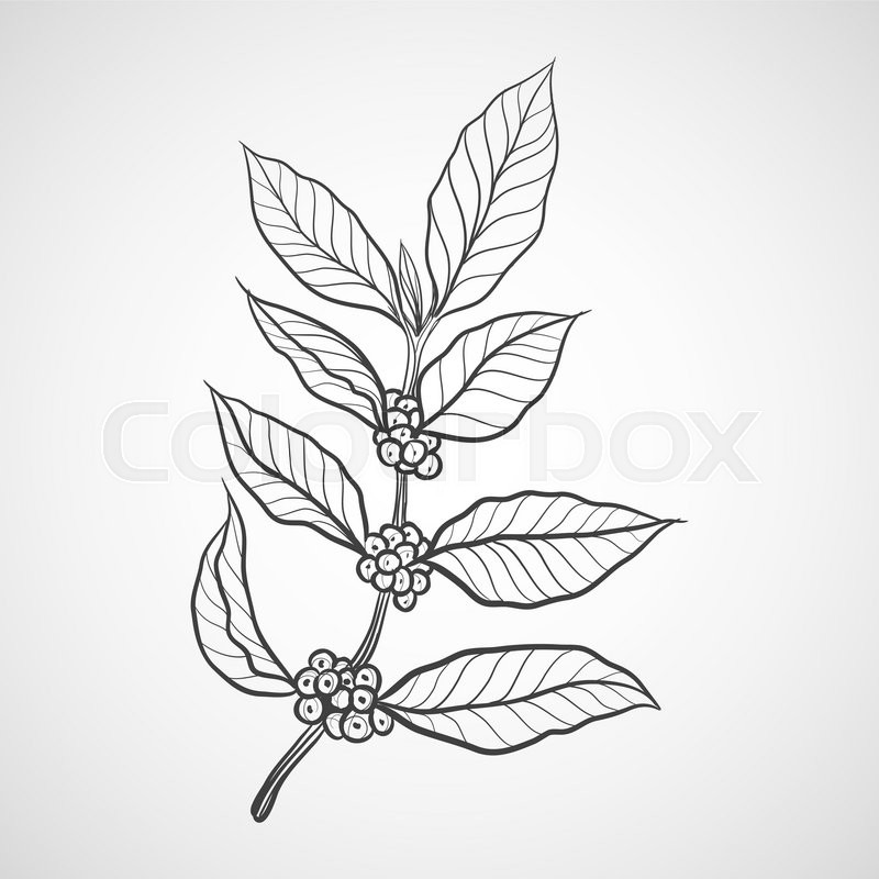 800x800 coffee plant with coffee leaf stock vector colourbox - Coffee Plant Drawing