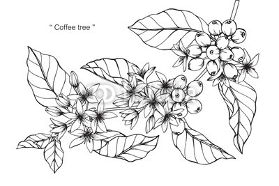 400x267 coffee tree drawing buy photos ap images detailview - Coffee Plant Drawing