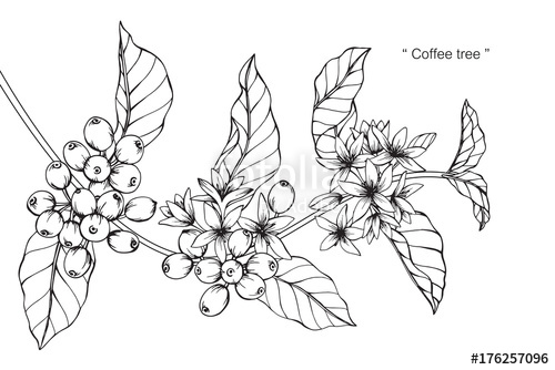 500x334 Coffee Tree Drawing Stock Photo And Royalty Free Images - Coffee Plant Drawing