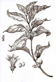 236x343 Drawn Plant Coffee - Coffee Plant Drawing