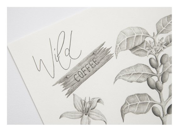 570x420 farm house coffee kitchen decor botanical wall art shabby etsy - Coffee Plant Drawing