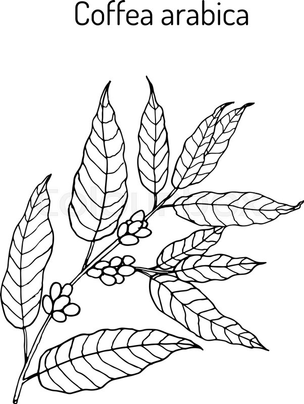 602x800 Hand Drawn Coffee Tree Branch Vector Stock Vector Colourbox - Coffee Plant Drawing