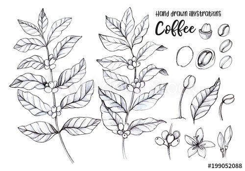 500x349 hand drawn pencil illustrations coffee tree and coffee beans - Coffee Plant Drawing