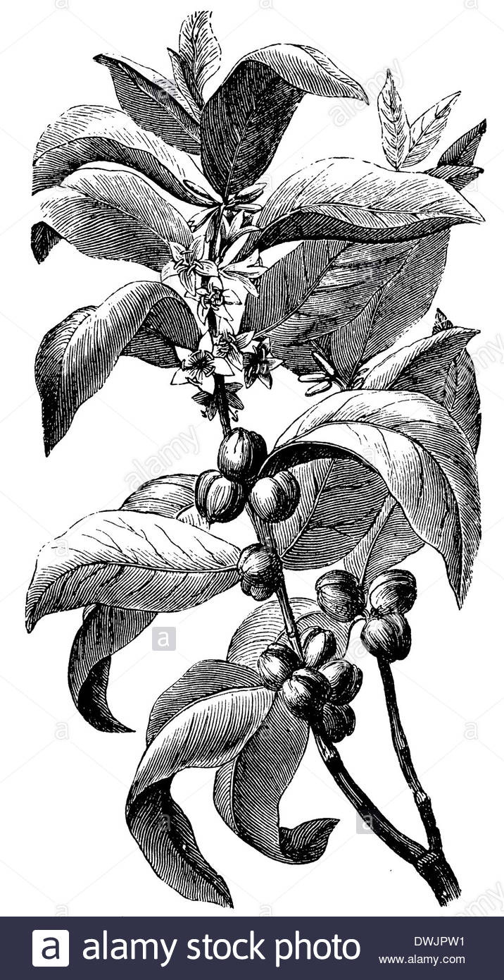 716x1390 Huge Collection Of 'coffee Plant Drawing' Download More Than - Coffee Plant Drawing