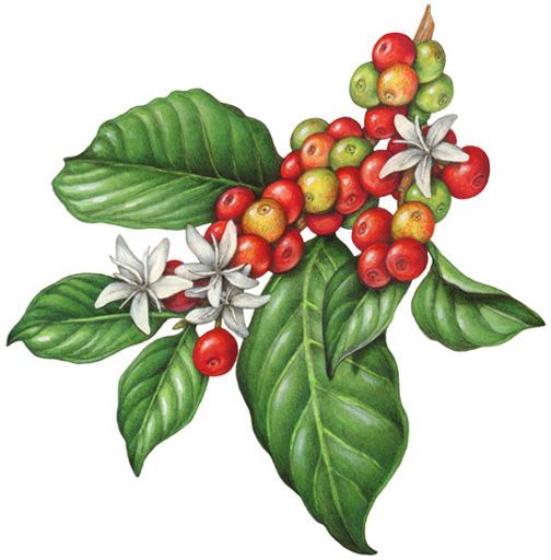 504x512 Huge Collection Of 'coffee Tree Drawing' Download More Than - Coffee Plant Drawing