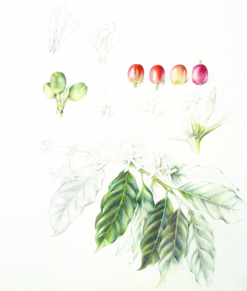 850x1003 Coffee Plant - Coffee Plant Drawing