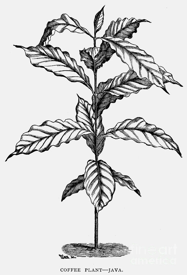 611x900 java coffee plant photograph - Coffee Plant Drawing