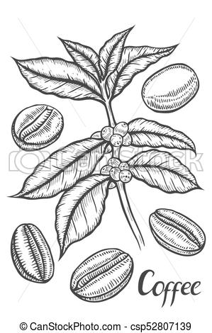 299x470 sketch of coffee branch hand drawn sketch of coffee plant branch - Coffee Plant Drawing