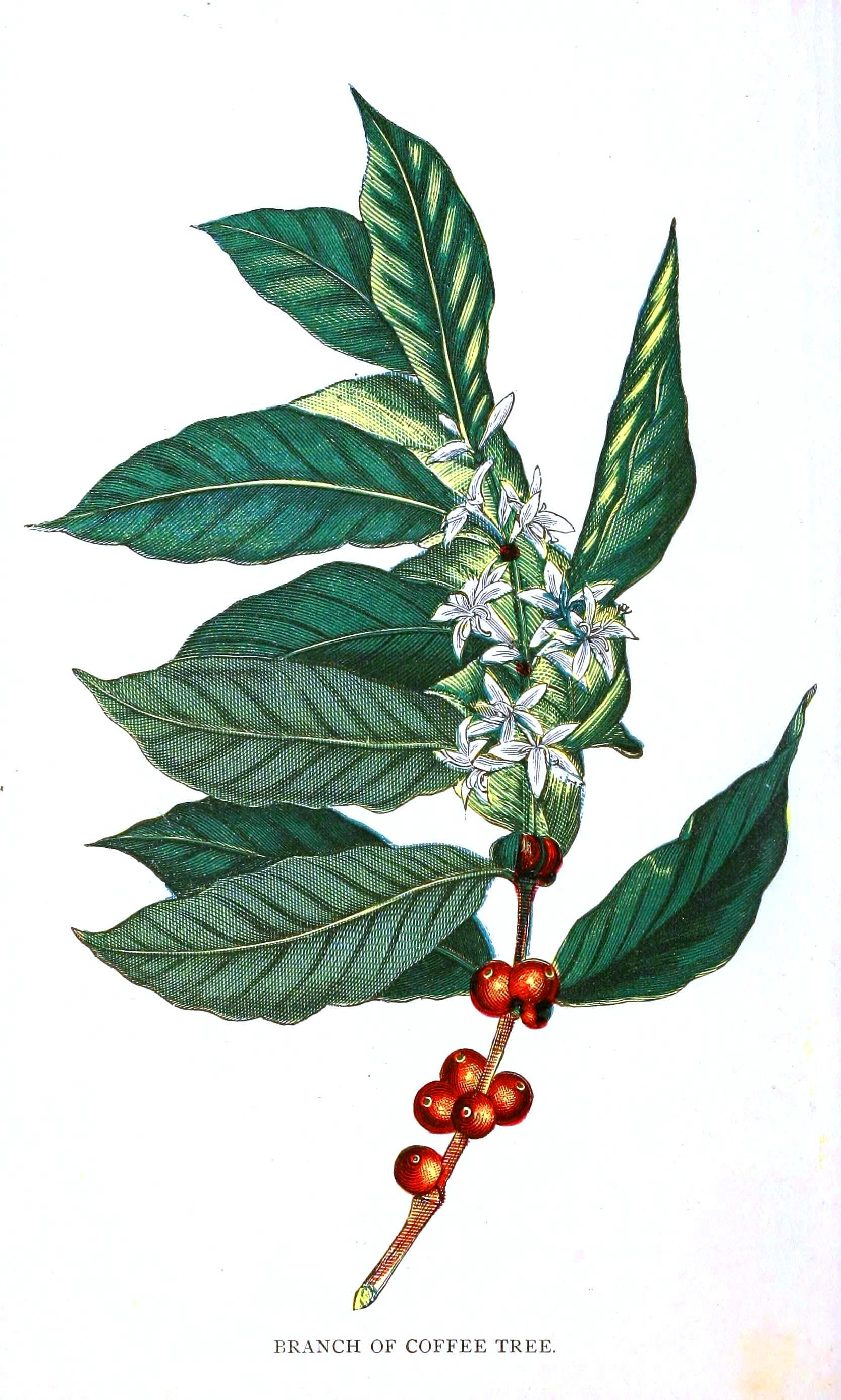 1667x2776 the botany of the coffee plant - Coffee Plant Drawing