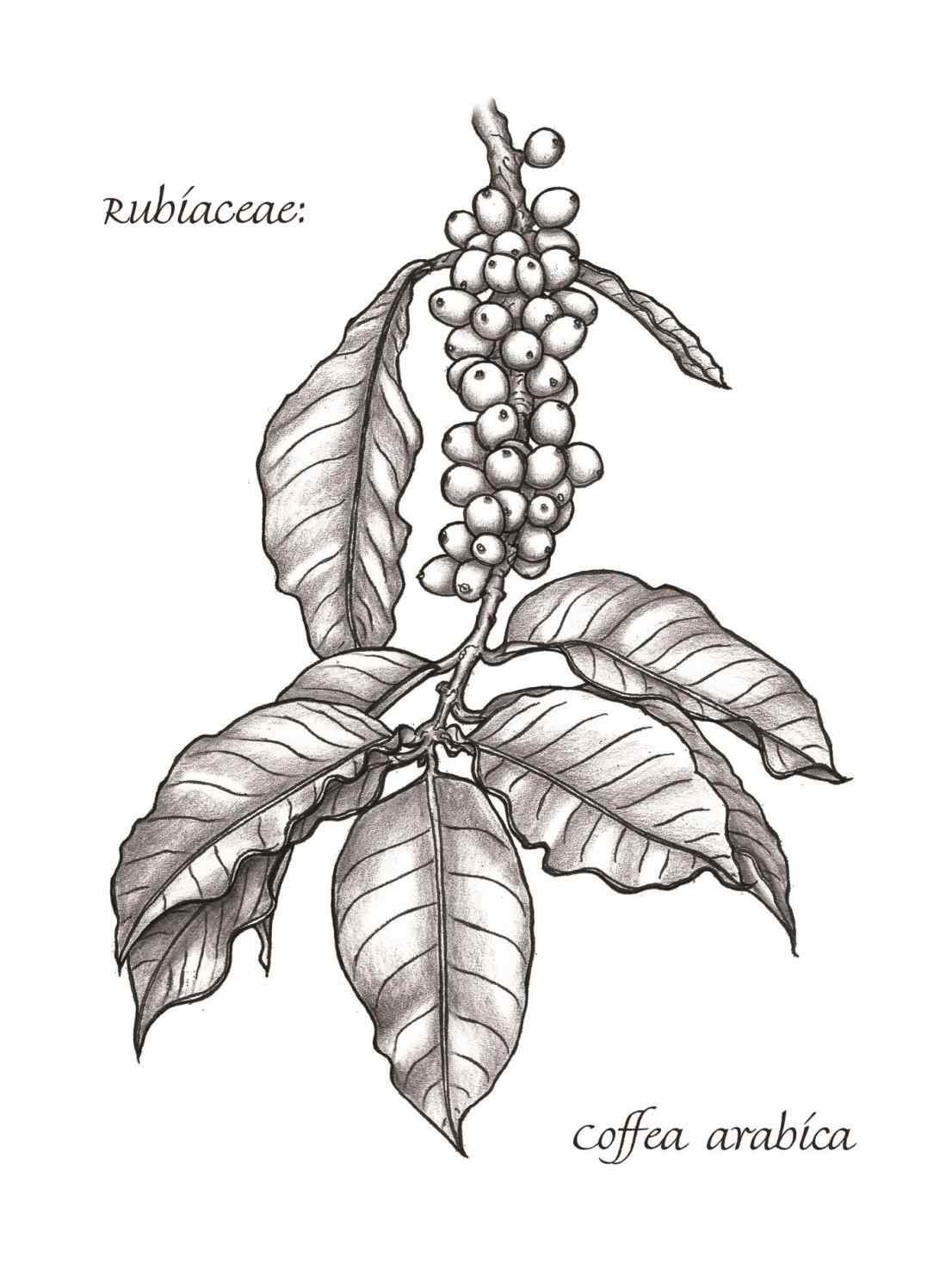 Coffee Plant Drawing at Explore collection of