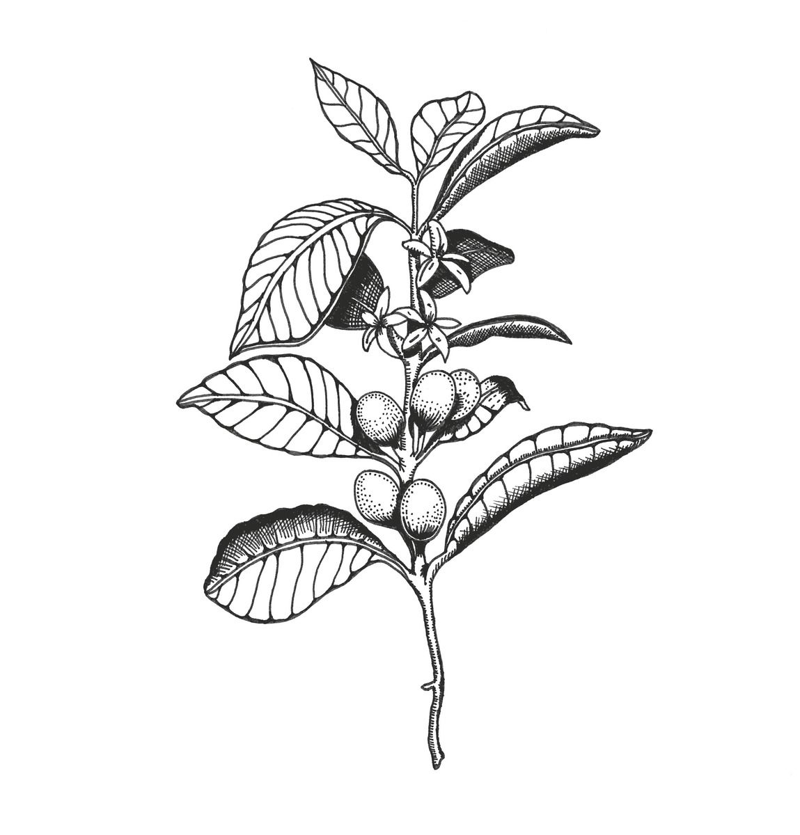 1149x1200 Coffee Plant Illustration - Coffee Plant Drawing