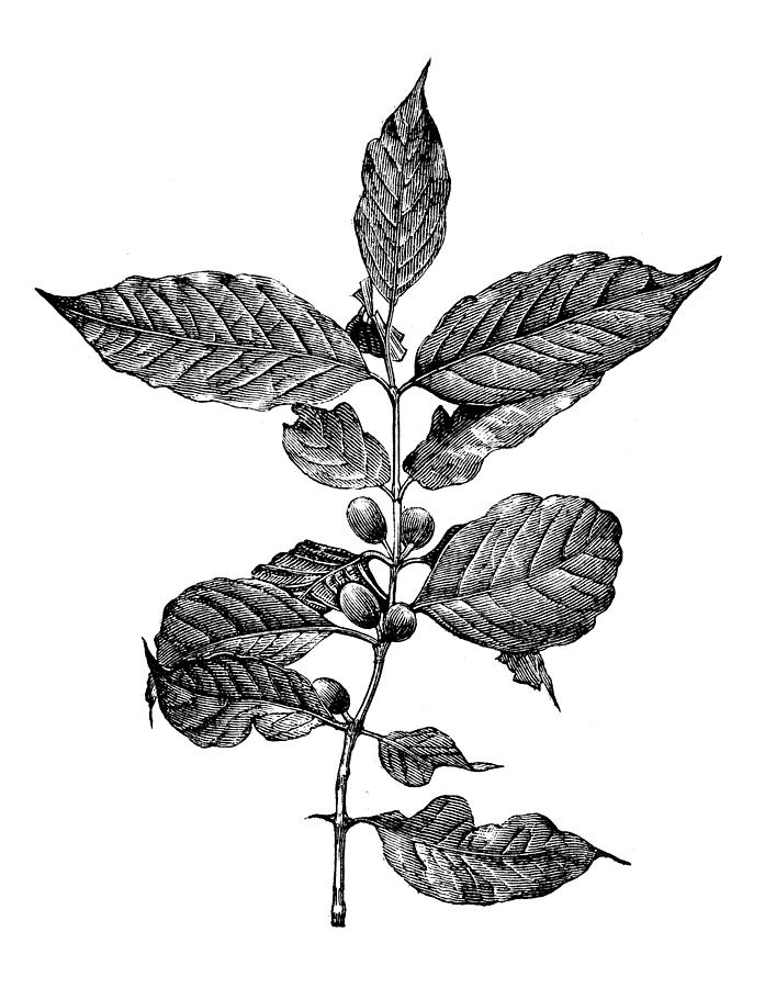 Coffee Plant Drawing at PaintingValley.com | Explore collection of