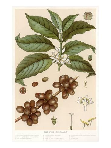 366x488 Botanical Drawing Of Coffee Plant Posters - Coffee Plant Drawing