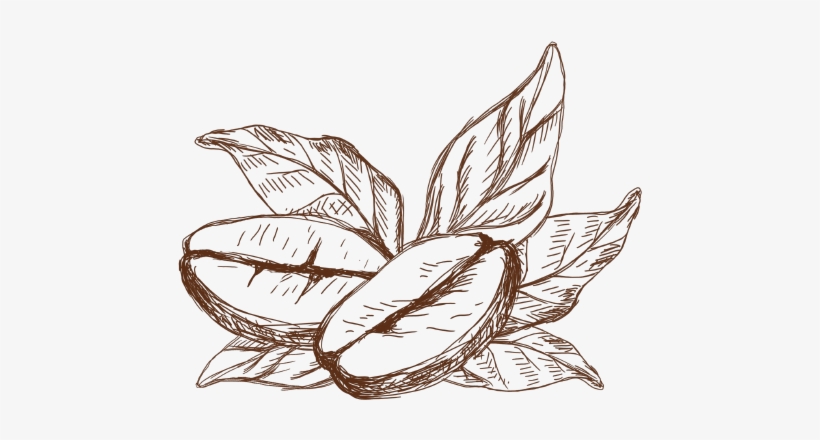 820x440 Coffee - Coffee Plant Drawing
