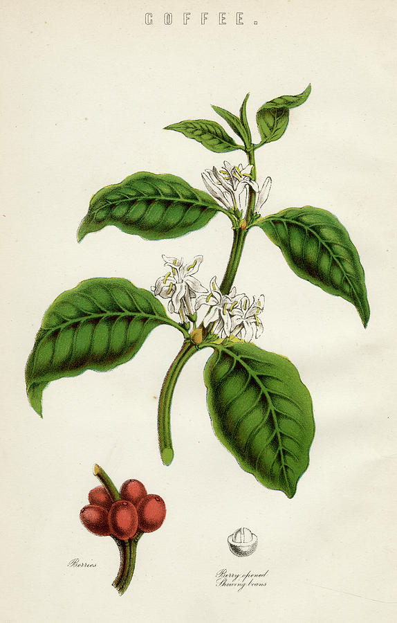 574x900 coffee plant, showing the berries drawing - Coffee Plant Drawing