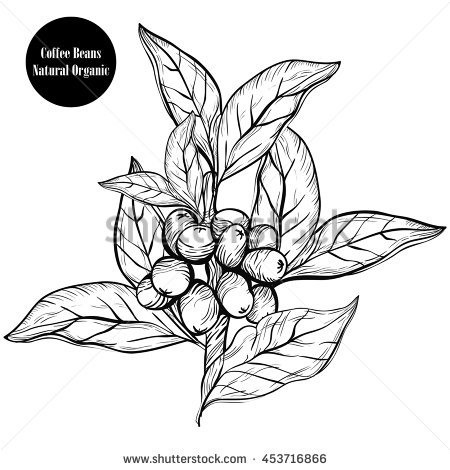 450x470 coffee plant clipart coffee leaf - Coffee Plant Drawing