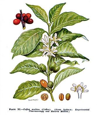 332x394 coffee plant clipart chilli plant - Coffee Tree Drawing