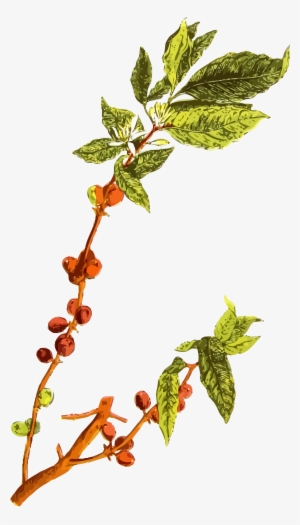 300x525 Coffee Plant Png Images Png Cliparts Free Download On Seekpng - Coffee Tree Drawing