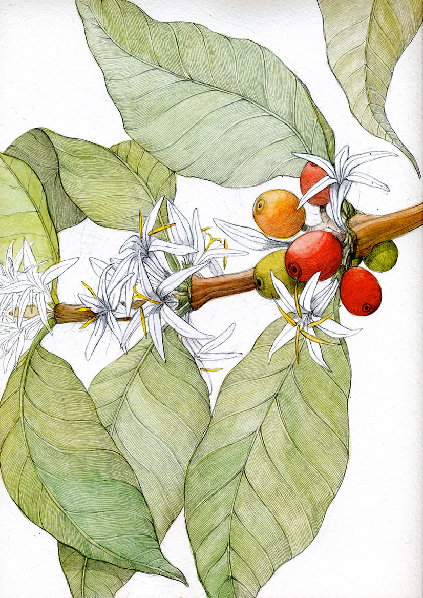 826x1167 Coffee Plant On Behance - Coffee Tree Drawing