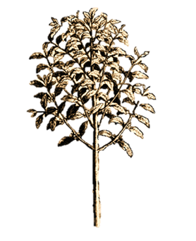 278x341 Coffee Tree Infographic - Coffee Tree Drawing