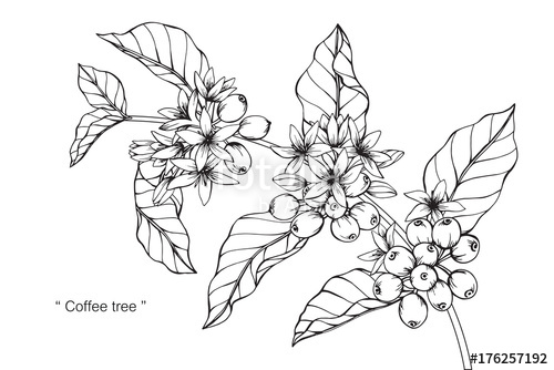500x334 Coffee Tree Drawing Stock Photo And Royalty Free Images - Coffee Tree Drawing