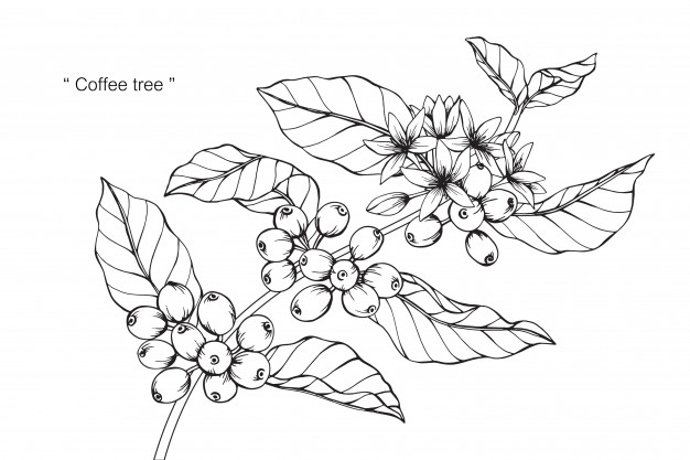 626x417 Coffee Tree Flower Drawing Illustration Vector Premium Download - Coffee Tree Drawing