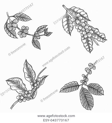 431x470 Coffee Tree Isolated Stock Photos And Images Age Fotostock - Coffee Tree Drawing