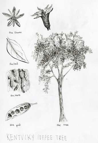 343x500 Kentucky Coffee Tree - Coffee Tree Drawing