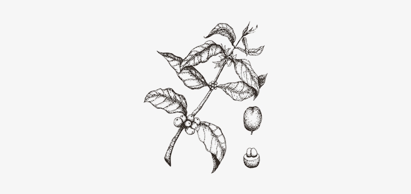 820x387 Sketched Coffee Plant Transparent - Coffee Tree Drawing